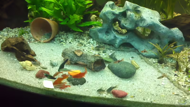 vegetarisches essen von baw (12)