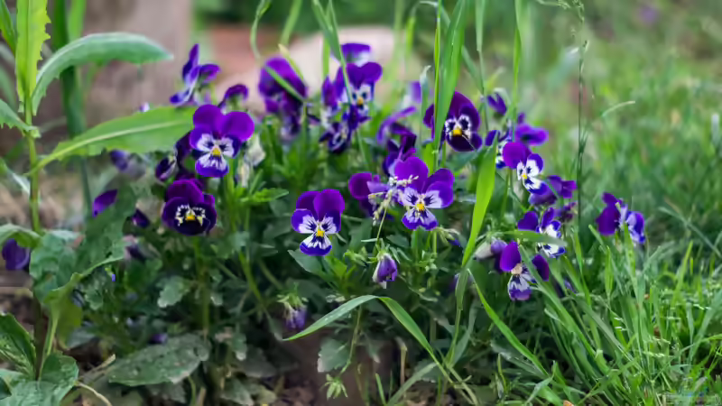 Veilchen im Garten: Arten, Standort, Pflege und Verwendung