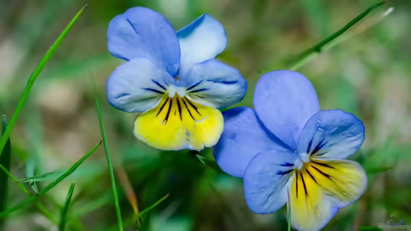 Veilchen im Garten: Arten, Standort, Pflege und Verwendung