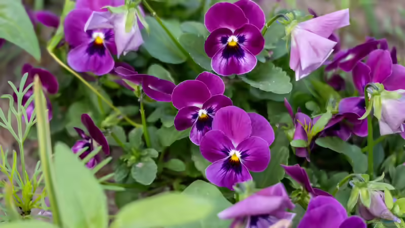 Veilchen im Garten: Arten, Standort, Pflege und Verwendung