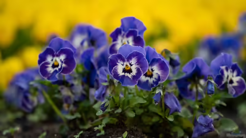 Veilchen im Garten: Arten, Standort, Pflege und Verwendung