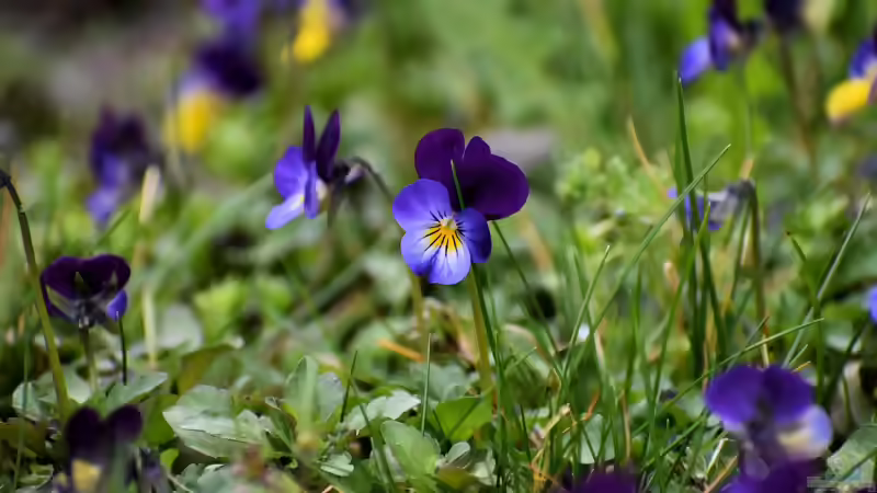 Veilchen im Garten: Arten, Standort, Pflege und Verwendung