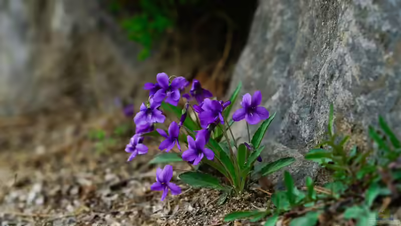 Veilchen im Garten: Arten, Standort, Pflege und Verwendung