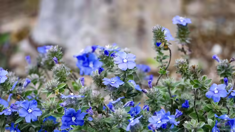 Veilchen im Garten: Arten, Standort, Pflege und Verwendung