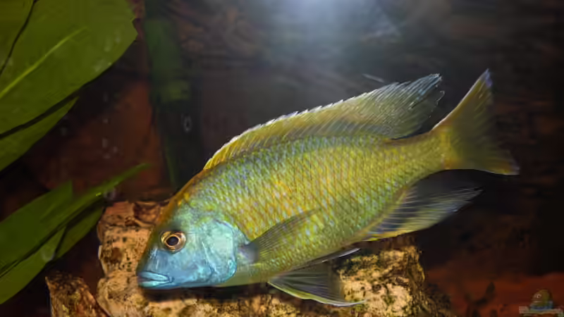 Venustus Maennle von mr.boomBASCHTIc (7)