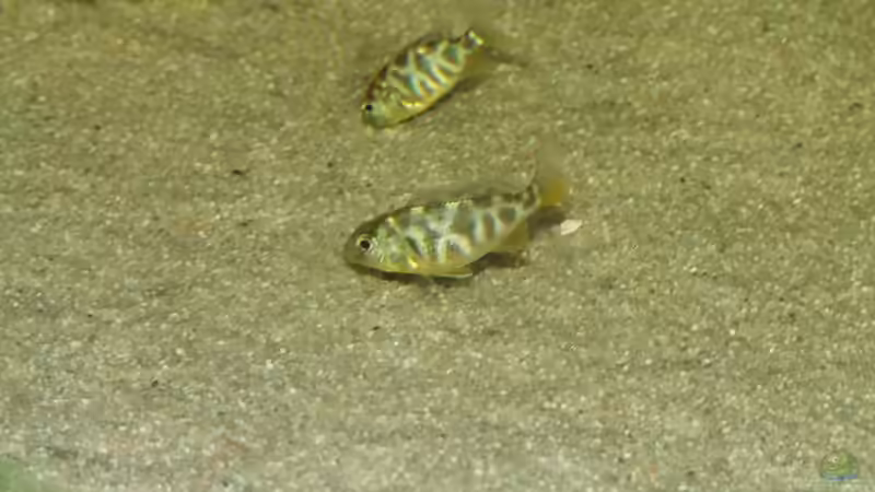 Venustus von Dirk Meurer (3)