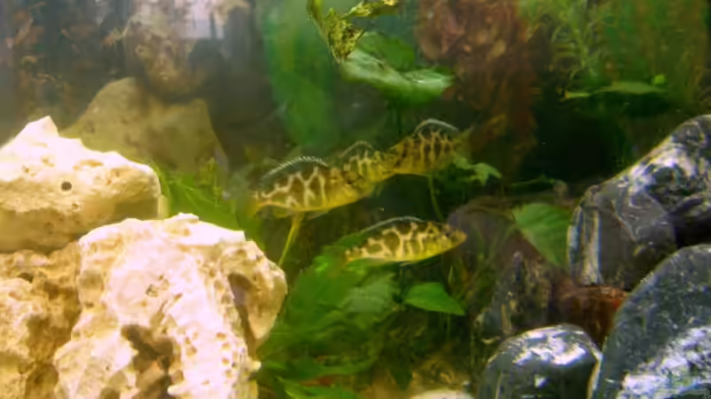 Venustus von Dominik Meyer (7)