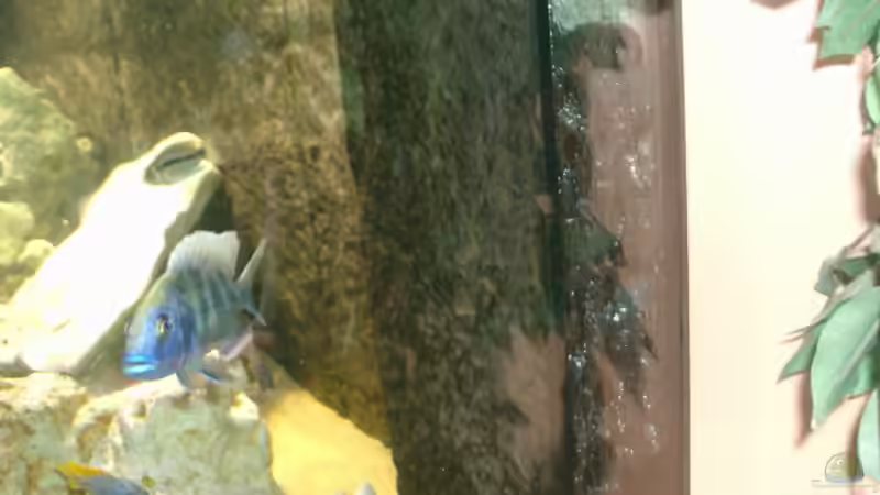 venustus von Kai Wichert (4)