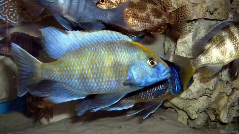 Venustus von Nimbo (8)