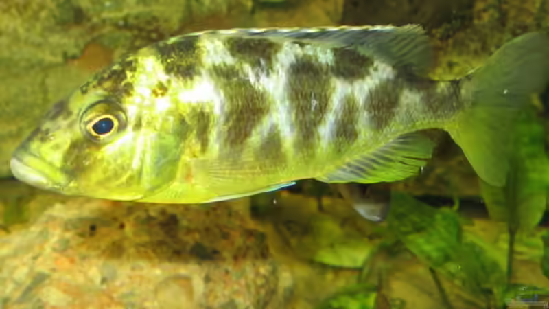 Venustus Weib Neu von Osman Gökcül (22)