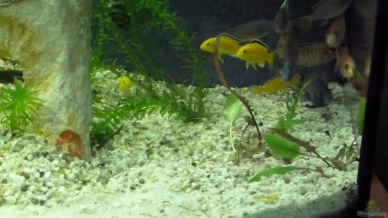 Verängstigt und frisch eingetroffen, mein Malawistamm von Couro (18)