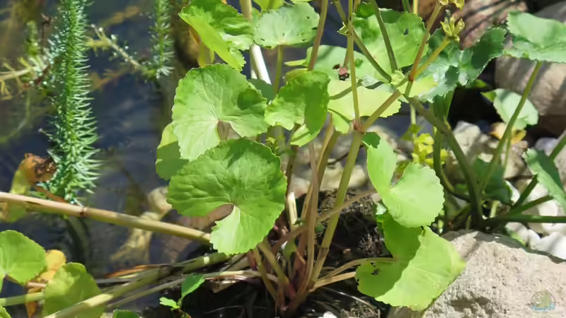 Verblühte Sumpfdotterblume (Caltha palustris) von Thomas Limberg (22)