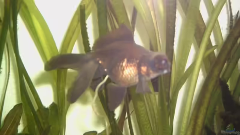 Verdauung ist ok :*) von Ronald Boshold (12)