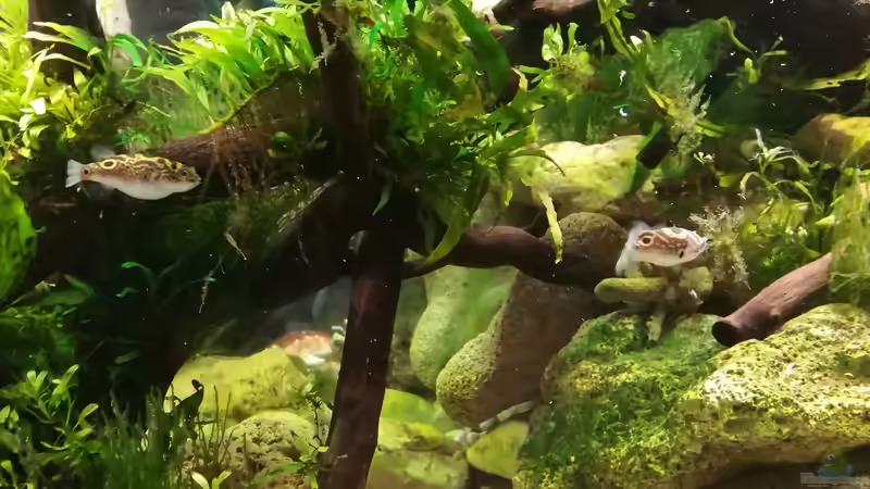 Verfolgungsjagd...  von Bermuda 3eck (50)