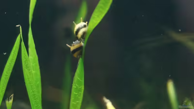 Verfolgungsjagd der Geweihschnecken von Guido Seifert (54)