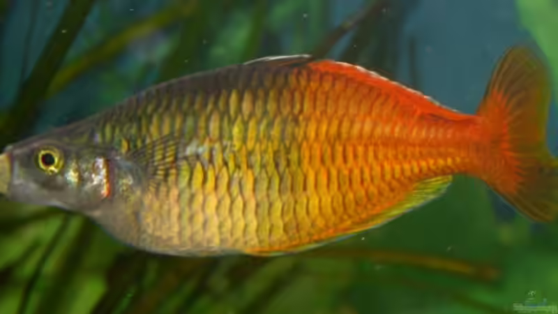 Verfressener Boesemani, die Tablette hochkant schlucken??? Die war doch für den von Susanne Schmohl (47)