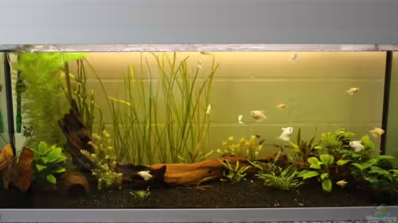 Vergleich, direkt nach der Umgestaltung am 17.02.09 von Lewino (6)