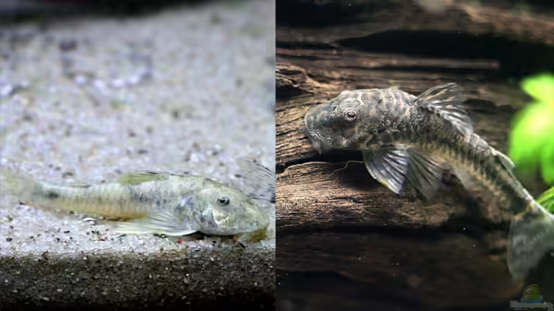 Vergleich der Farbanpassung eines Pitbull Welses...ehlich gesagt weiß ich gar nicht, von vixen (22)