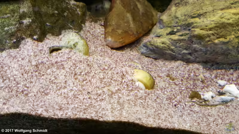 Neothauma tanganyicense im Aquarium (Einrichtungsbeispiele für Tanganjika-Schnecken)