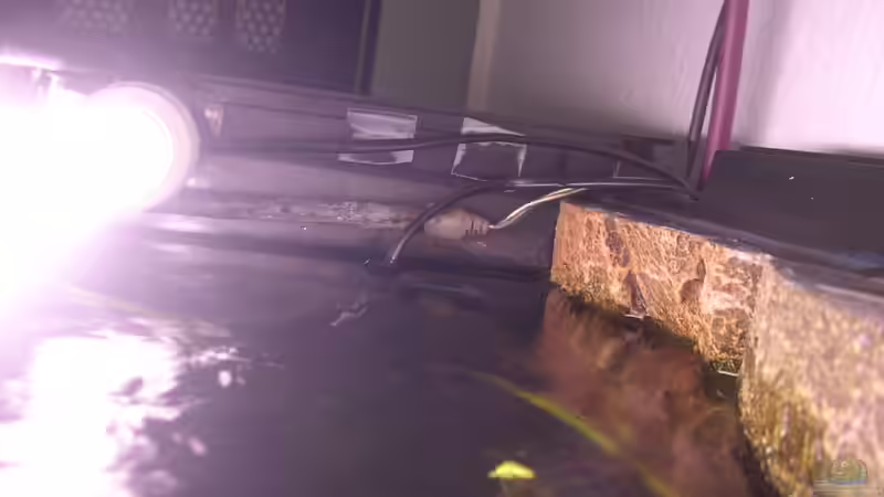 Verkabelungen, Filter und Mondlicht von @quarium Cologne (75)