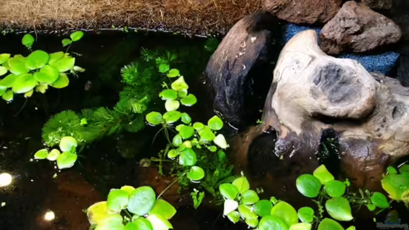 verkleideter HMF, die Cabomba ist weg von Tino Georgi (7)
