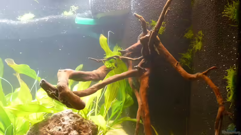 verkleideter Innenfilter und Pawrath-Schale von Stefan E. (21)