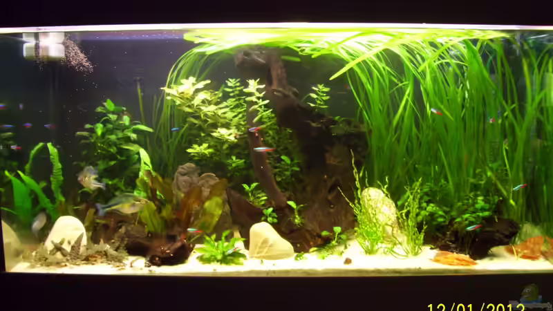 Verlauf --12.01.13 von kaktus-jones (14)