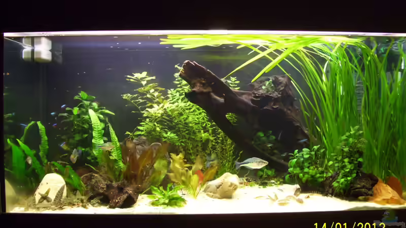 Verlauf --14.01.13 von kaktus-jones (15)