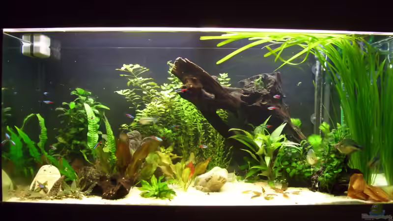 Verlauf --16.01.13 von kaktus-jones (16)