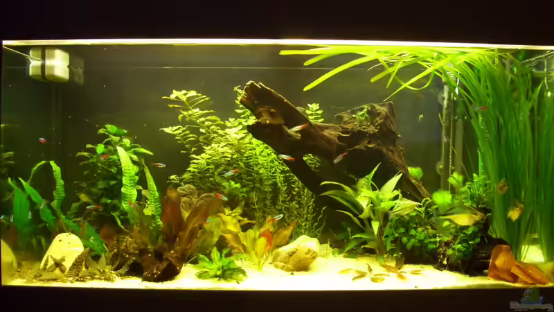 Verlauf --16.01.13 von kaktus-jones (17)