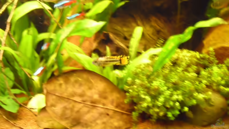 verletzter Kakadu Zwergbuntbarsch von ChillingTurtle (30)