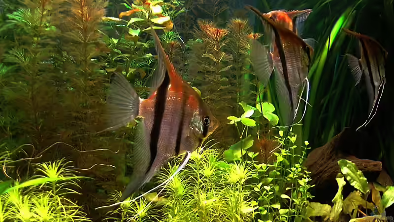 verliebt in die Viecher :) von Mario74 (22)