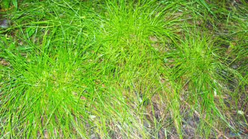 Vermehrung von Zyperngras über Blattschirmstecklinge - einfach und effektiv