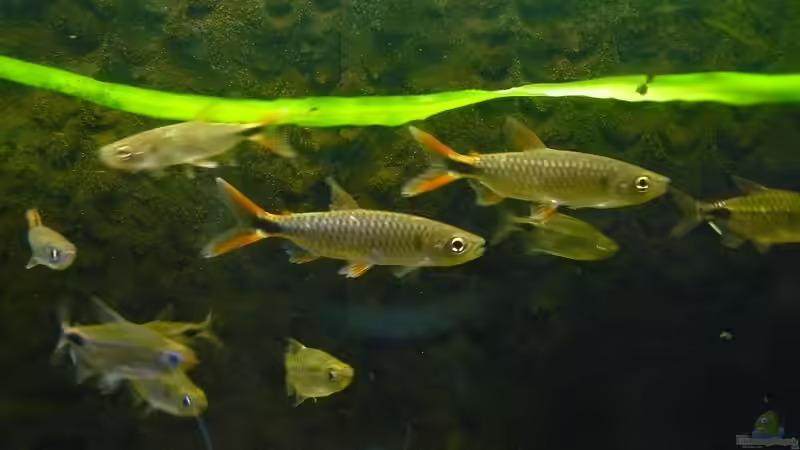 vermutl Brycinus macrolepidotus von Romulus71 (29)