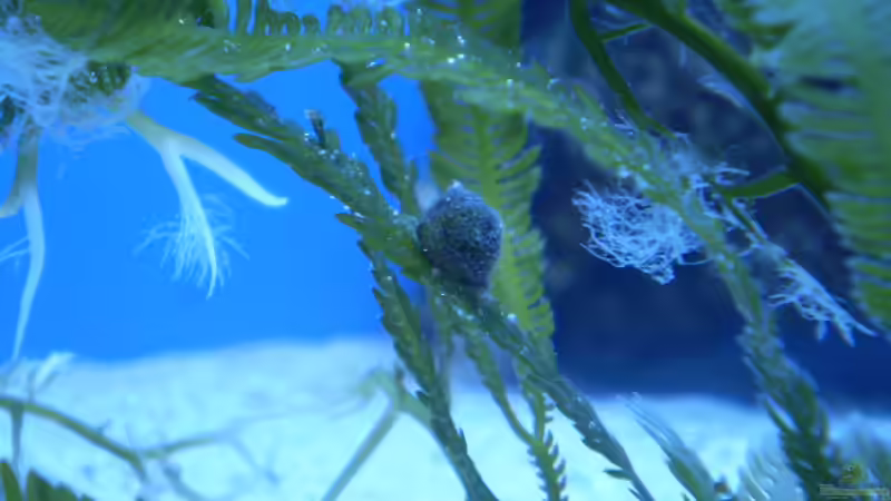 vermutlich das Gemeine Täubchen (Euplica varians) von Sven K. (43)