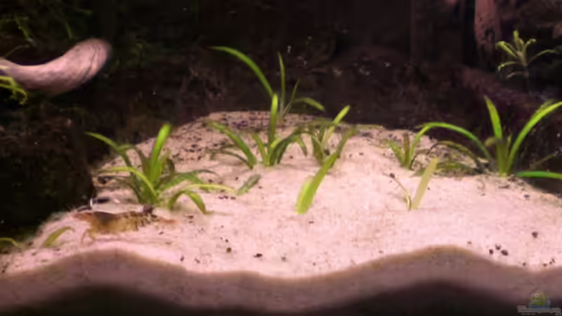 vermutlich Echinodorus tenellus von Der Analyst (10)