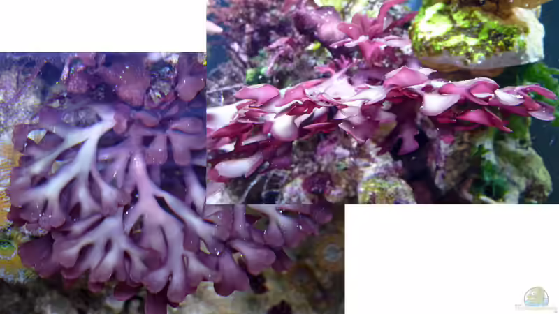 vermutlich Gracilaria von Summse (16)