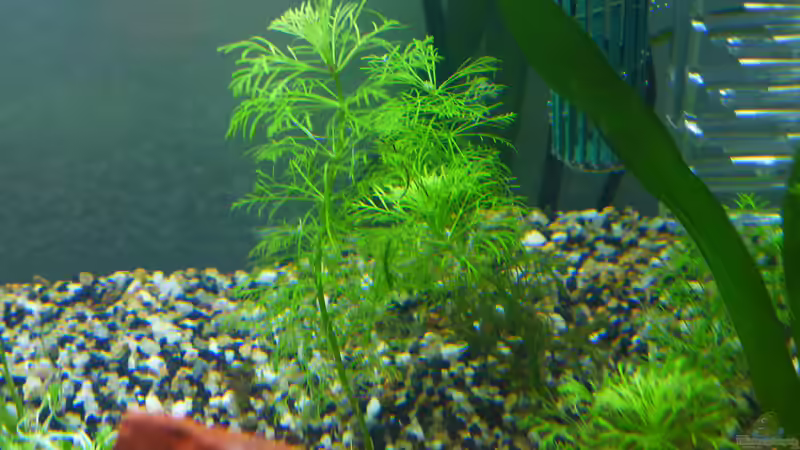 vermutlich Karolina-Haarnixe (Cabomba caroliniana) von BerndL (14)