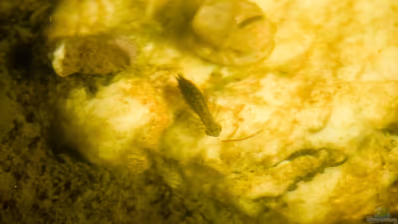 Vermutlich Larve der Großen Königslibelle ca. 2 cm lang 10.04.2020 von Acki50 (94)