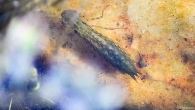 Vermutlich Larve der Großen Königslibelle ca. 3,5 cm lang 10.04.2020 von Acki50 (95)