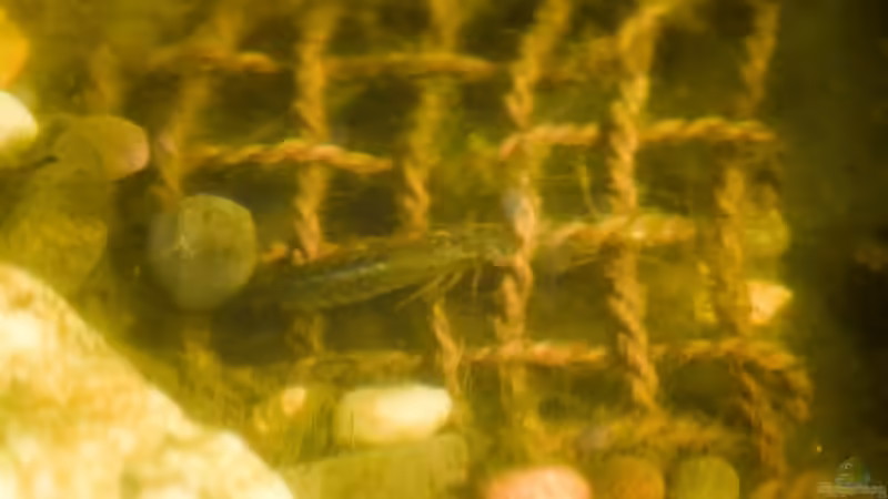 Vermutlich Larve der Großen Königslibelle jagend 10.04.2020 von Acki50 (96)