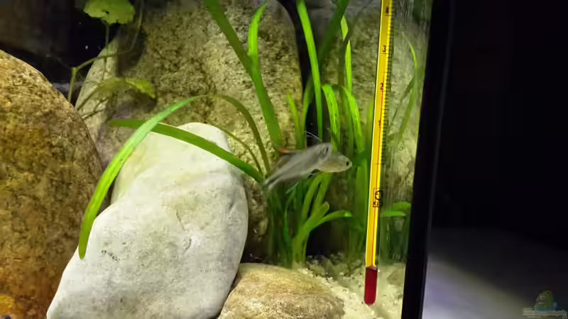 Vermutlich Männlein und Weiblein Hyphessobrycon filamentosus (Phoenixsalmler) von mikeschchaos (11)