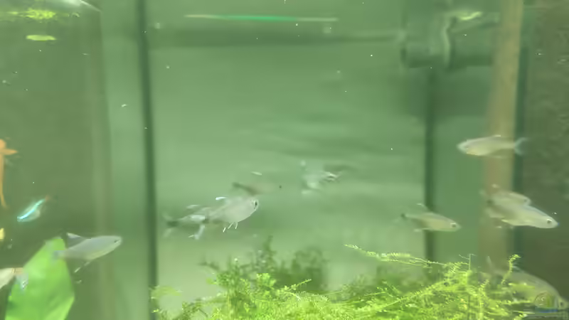 Vermutlich Moenkhausia bonita  von Max Wolf (13)