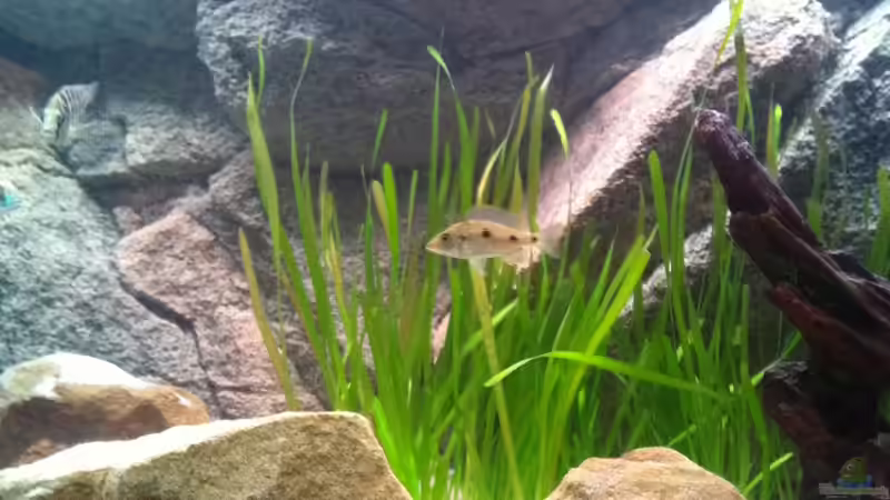 Vermutliches O. tetrastigma Weibchen von TheToxicAvenger (29)