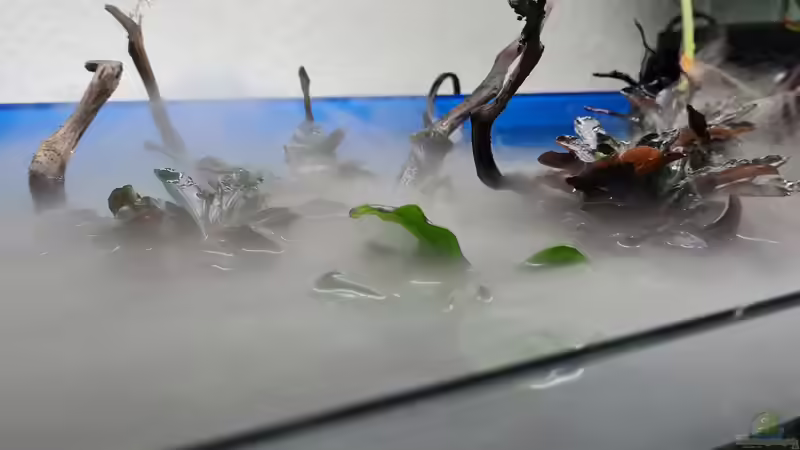 Vernebler  von David Schneider Aquaristik (18)