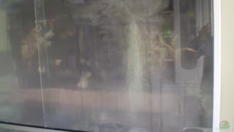 Vernebler in Aktion von Kulleraugen-Fan (22)