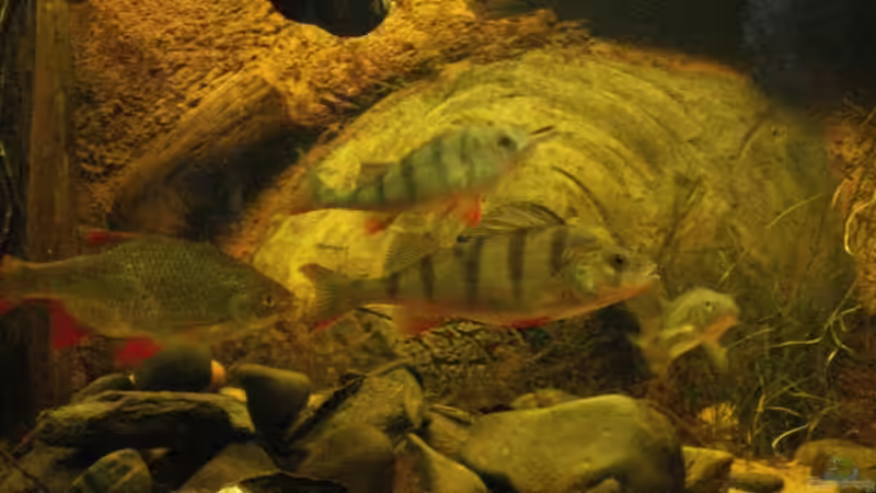 Versammelte Mannschaft von Friedrich Tietze (22)