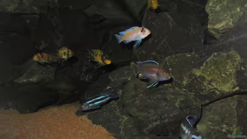 Versammlung von bossie1704 (105)