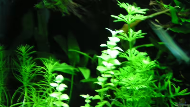 versch. Stengelpflanzen von Bojo (3)