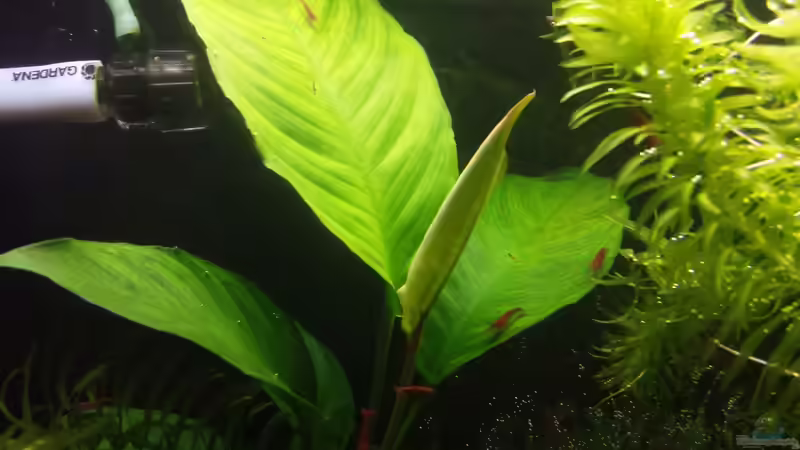 Anubias heterophylla im Aquarium pflanzen (Einrichtungsbeispiele mit Verschiedenblättriges Speerblatt)
